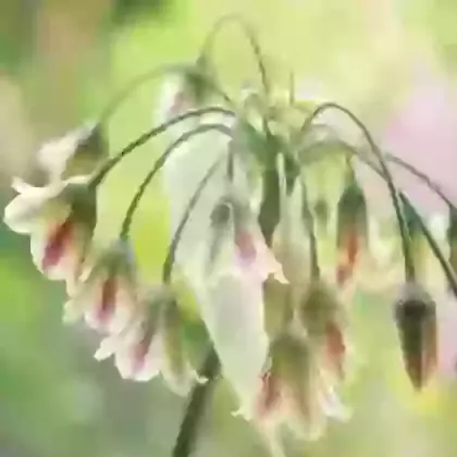 Nectaroscordum